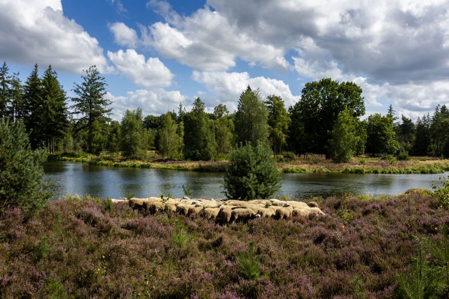 Schapen in de heide bij een vijver