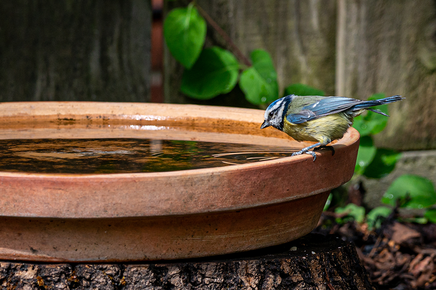 Pimpelmees geniet van een vogelbadje in een tuin
