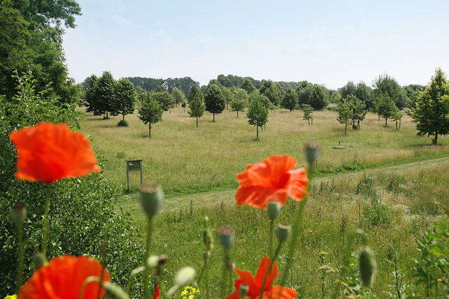 Waterwingebied Corle