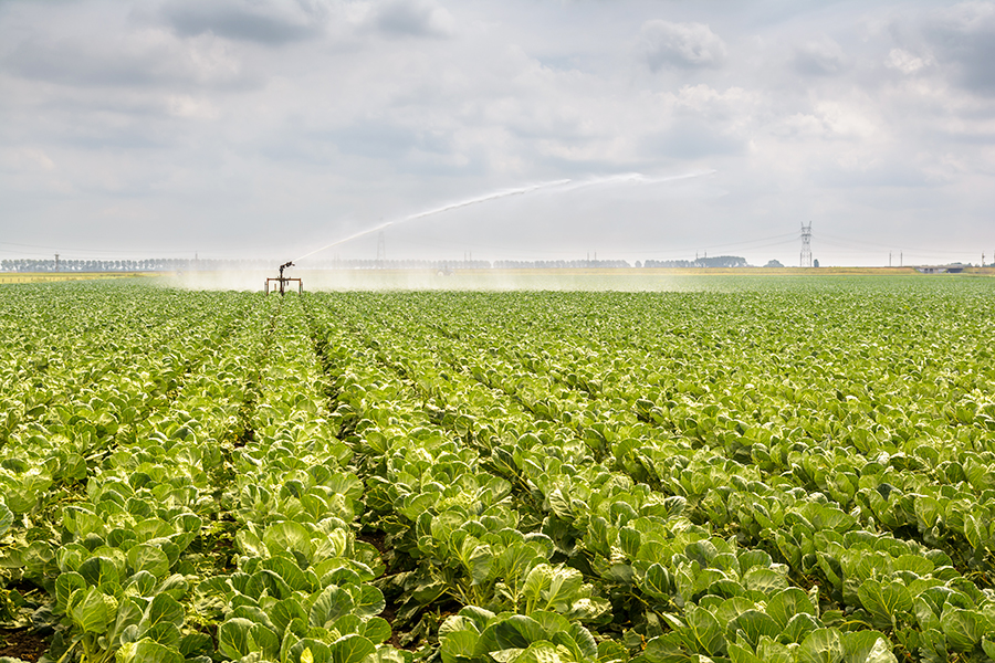 Gewas dat wordt besproeid