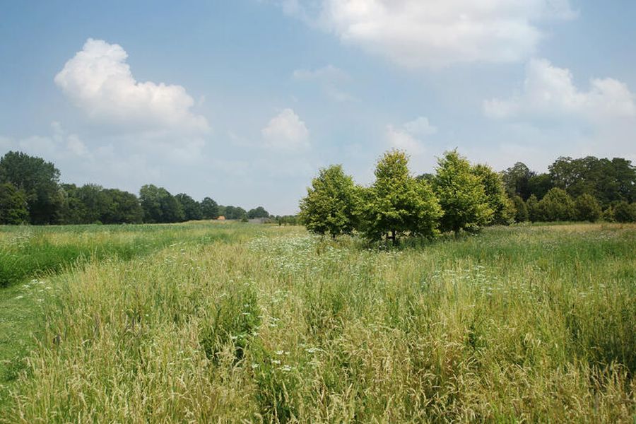 Een waterwingebied met gras en bomen