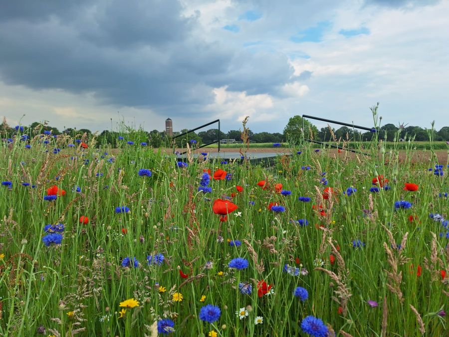 Een winput tussen veldbloemen